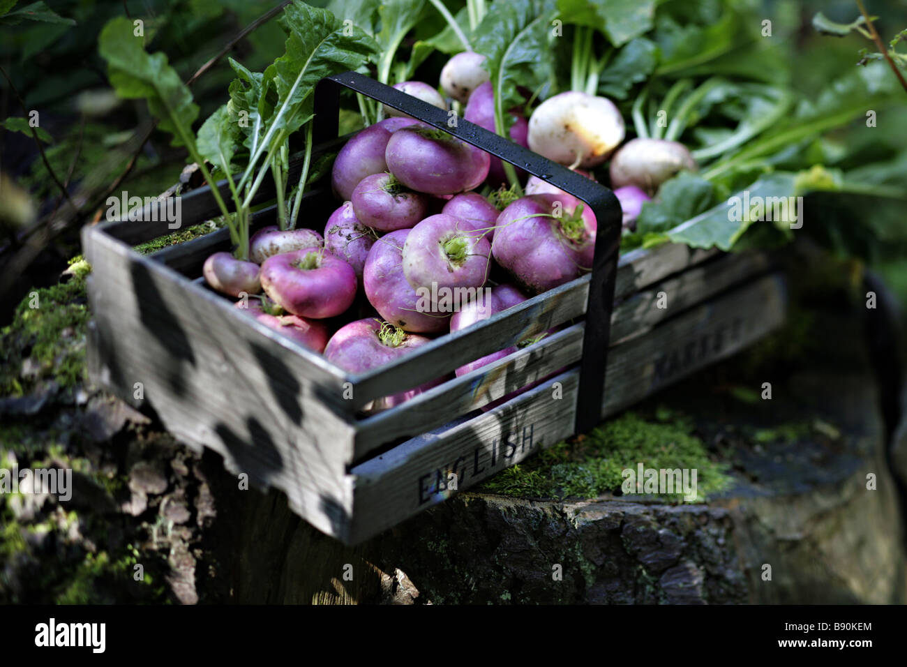 Turnip Harvest High Resolution Stock Photography And Images Alamy