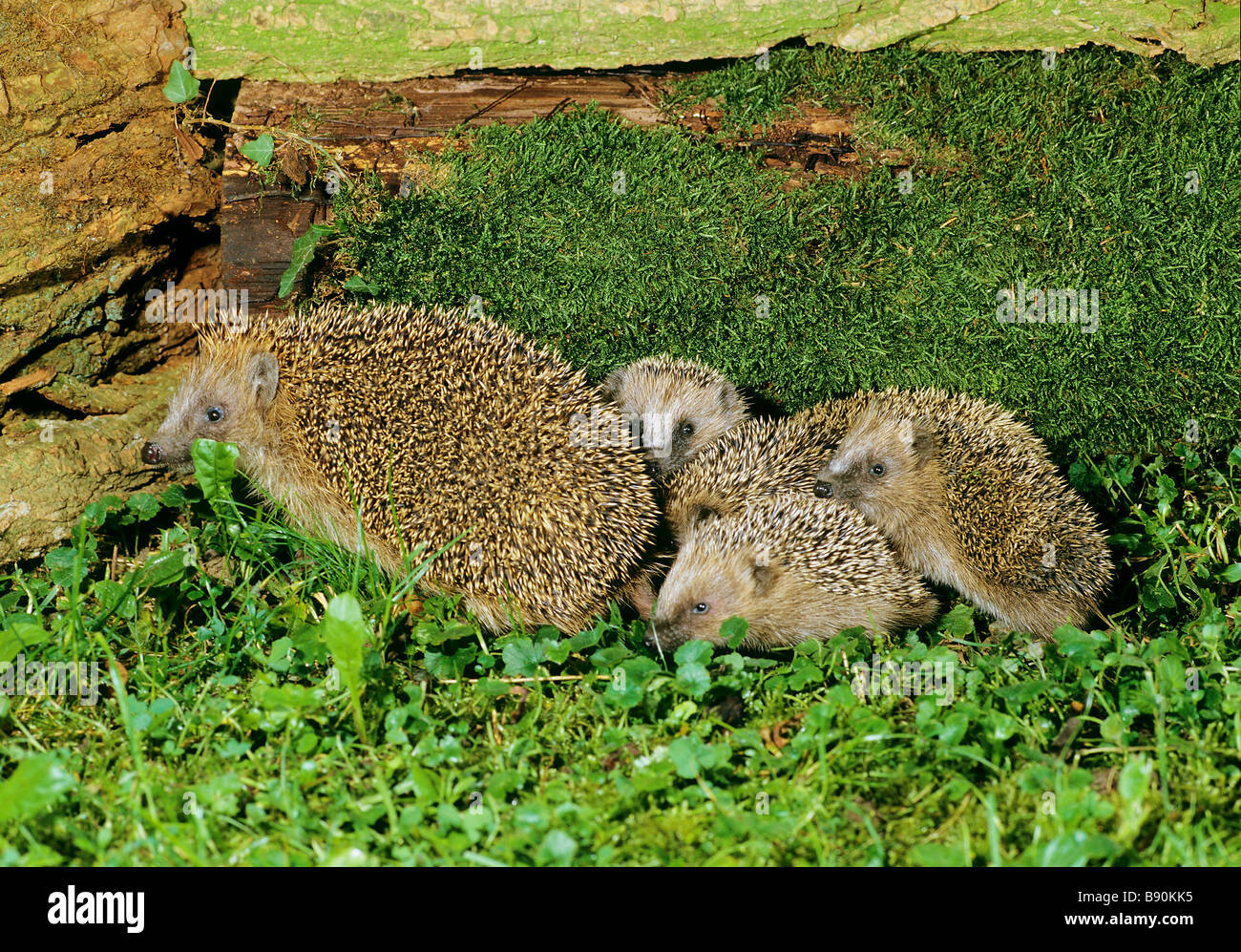 Hedgehog with cubs Stock Photo Alamy