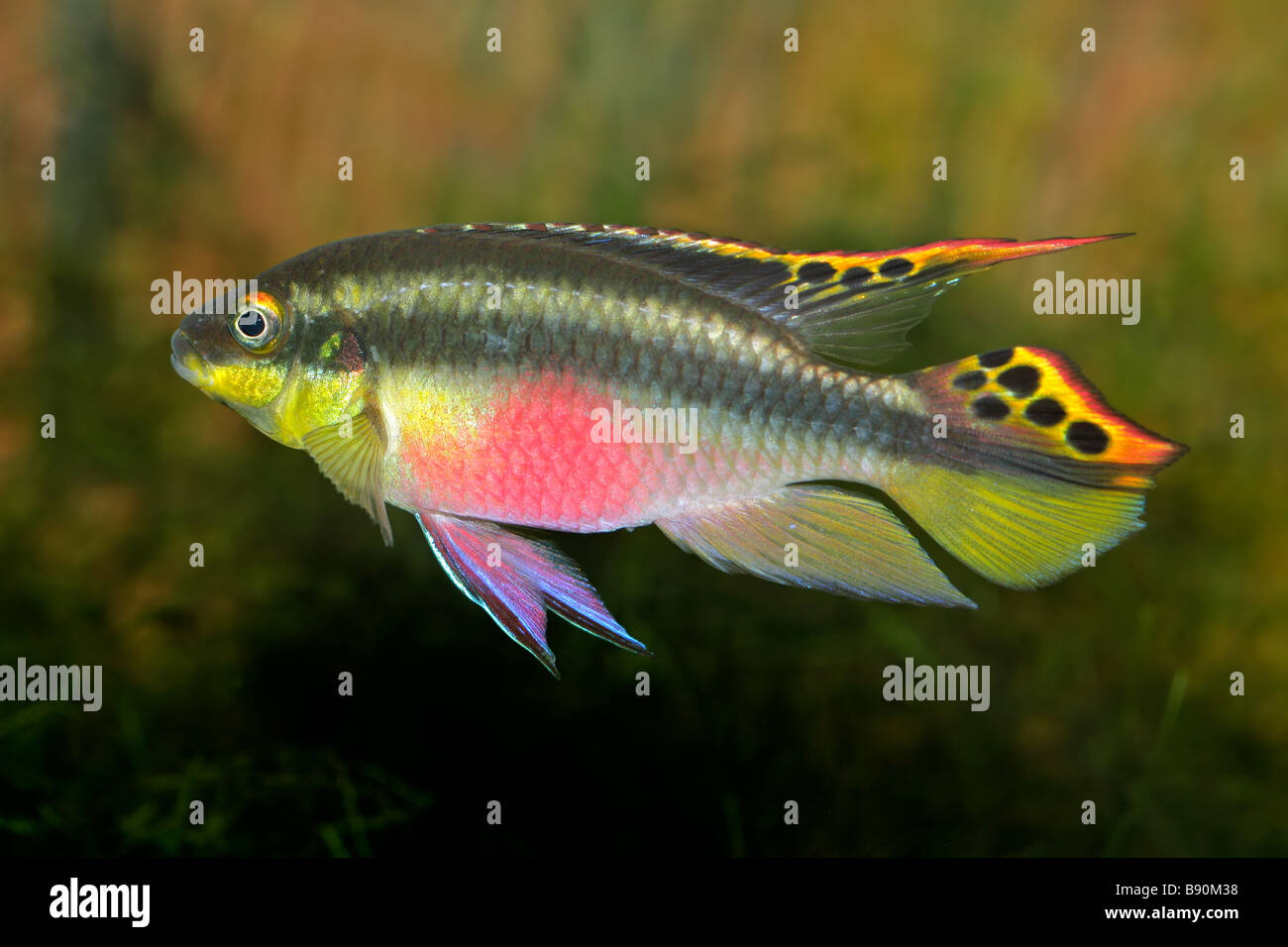 Colorful kribensis or purple cichlid (Pelvicachromis pulcher) from Nigeria Stock Photo