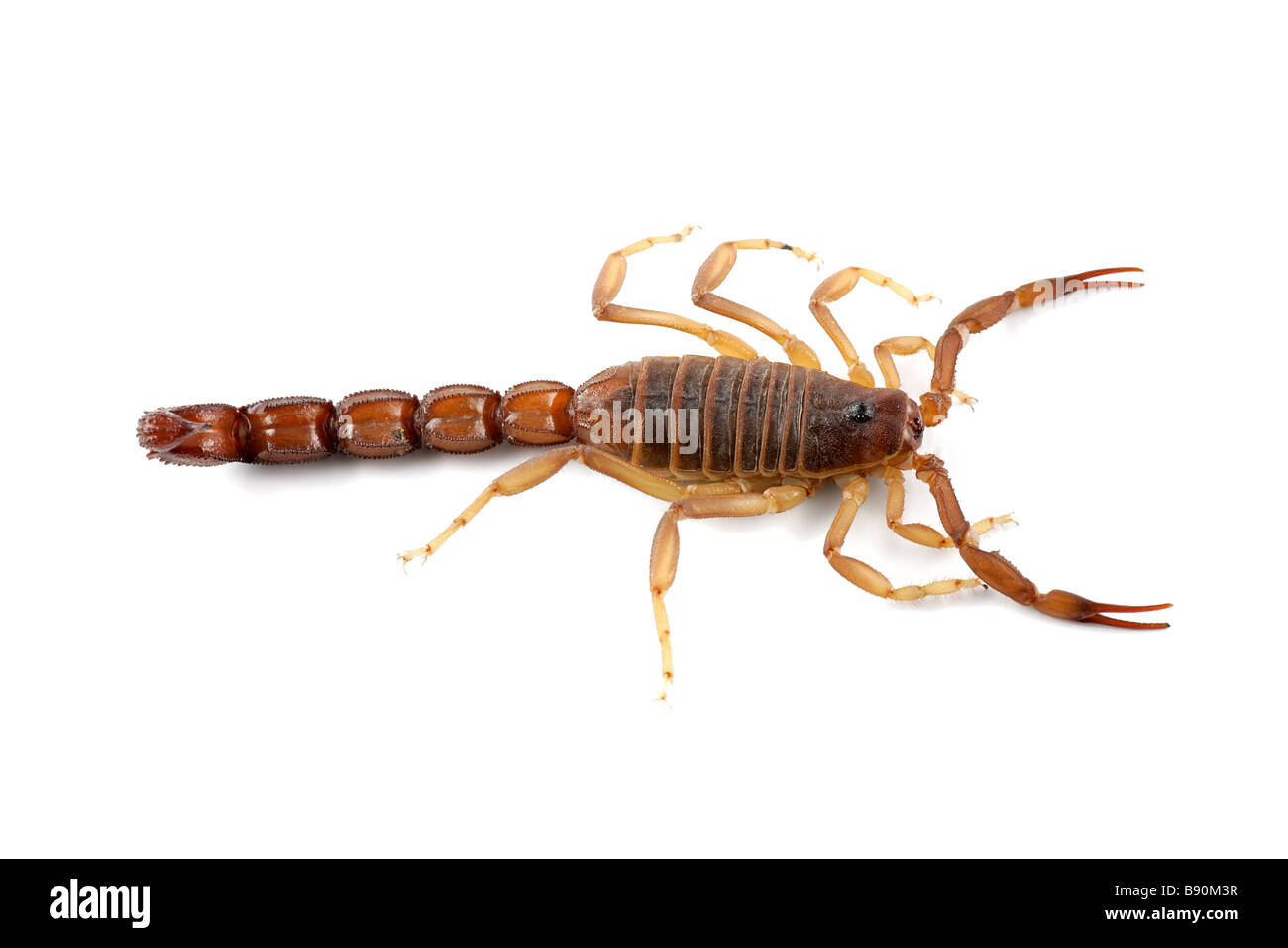 Poisonous African scorpion (Parabuthus spp) on white Stock Photo