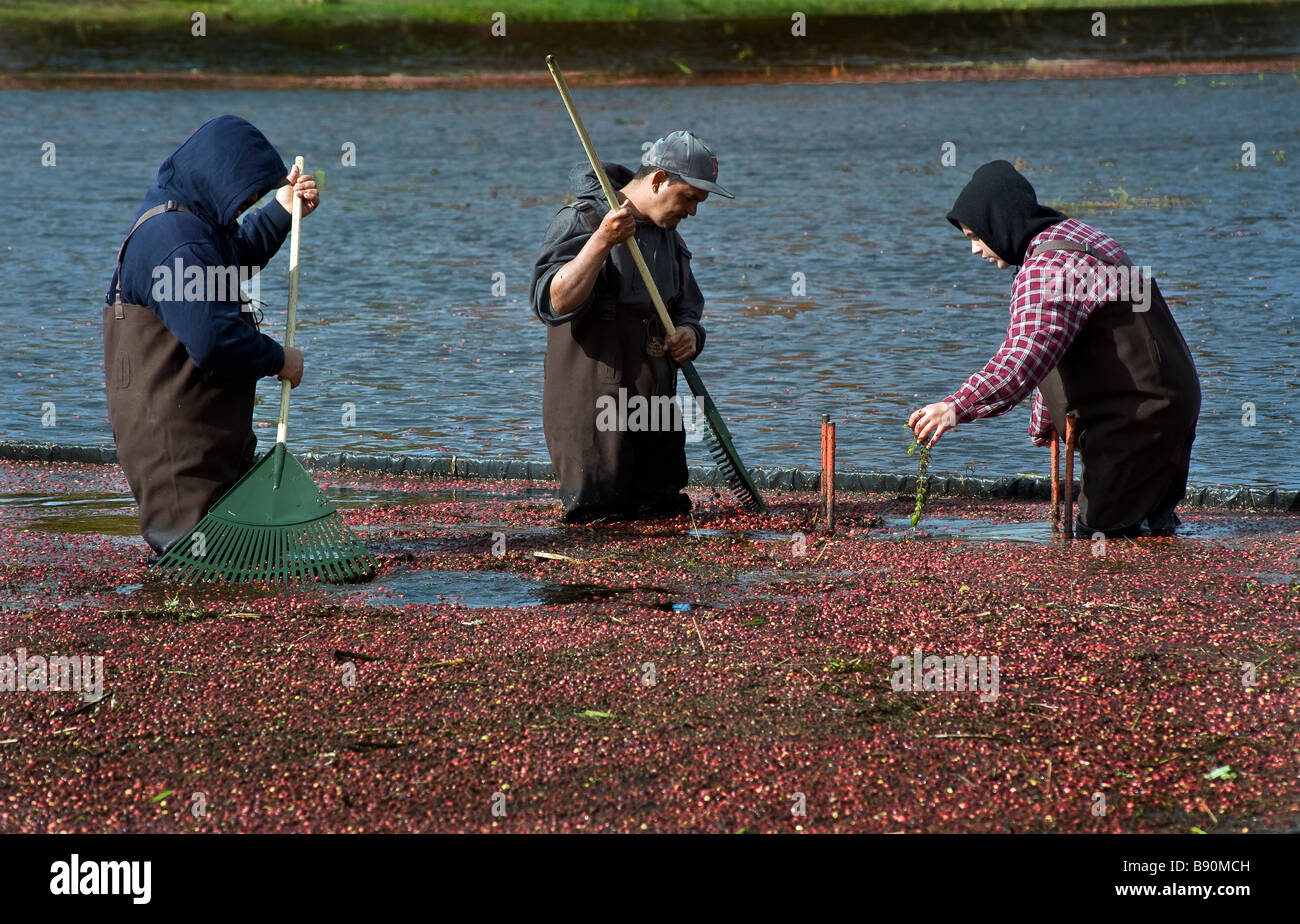 Flooded cranberry bog Harwhich Cape Cod Stock Photo