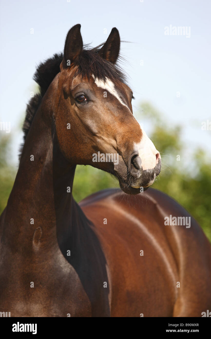 Hanoverian horse - portrait Stock Photo