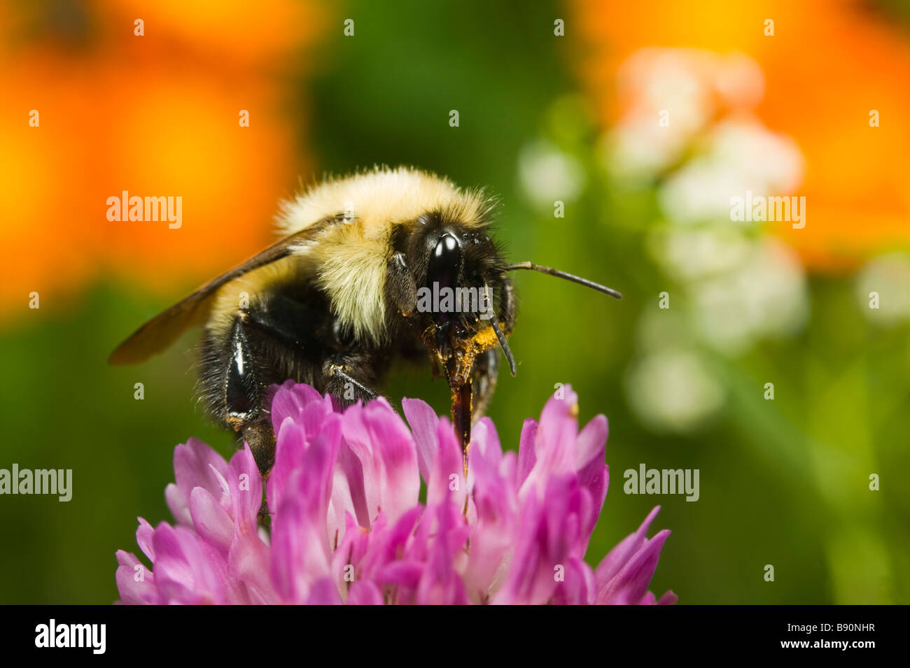 Macro shot of a bumblebee pollinating  a clover blossom. Stock Photo