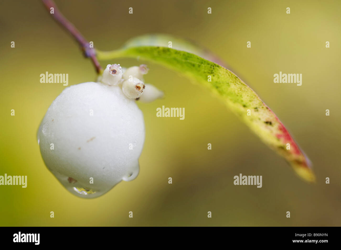 Snowberry, Waxberry (Symphoricarpos albus), close-up of white berry in autumn Stock Photo