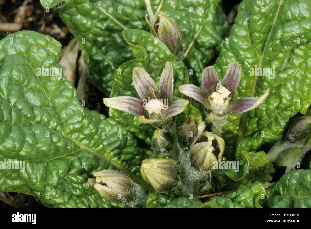 Mandrake (Mandragora officinarum), flowering Stock Photo