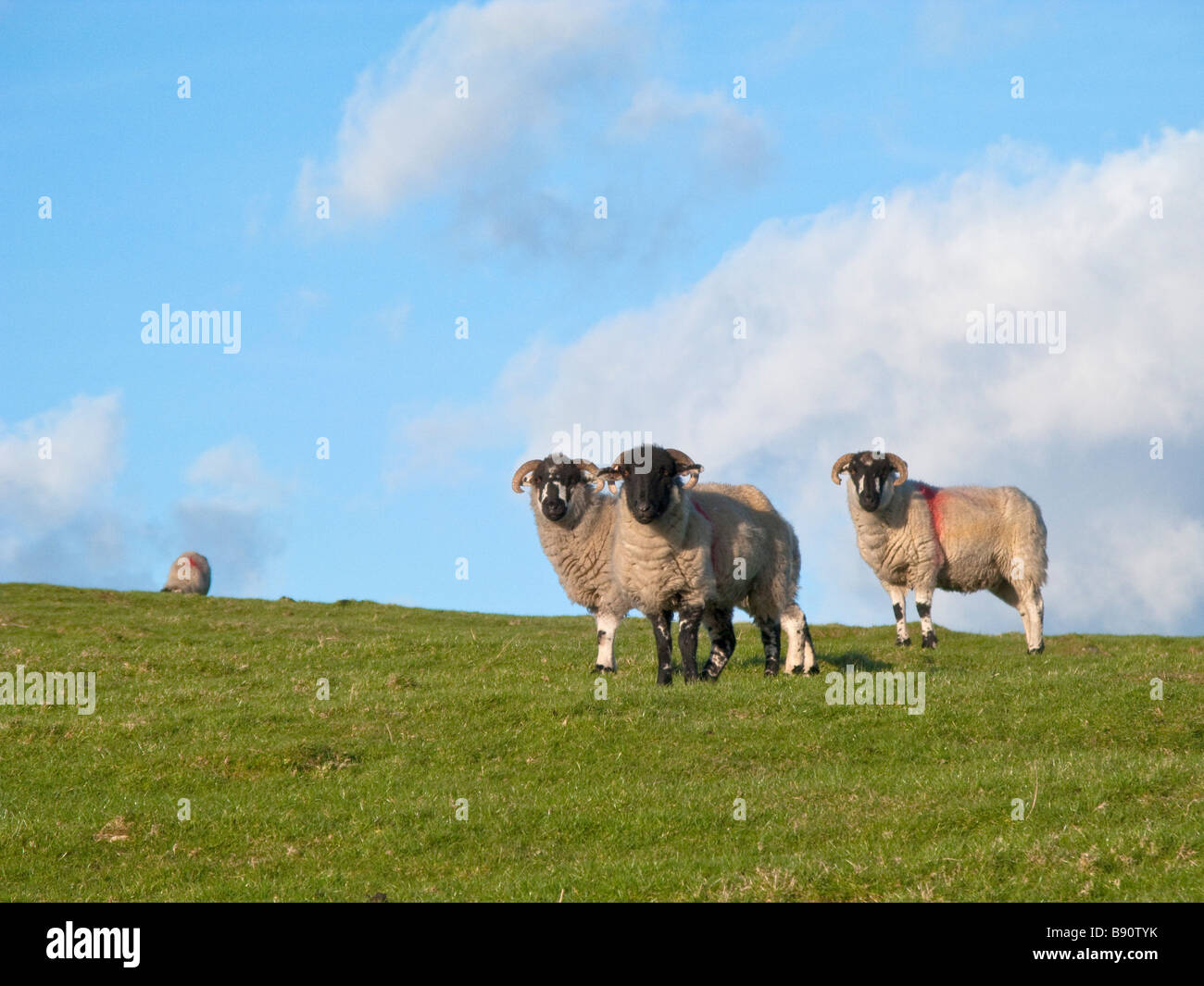 3 sheep in a field Stock Photo