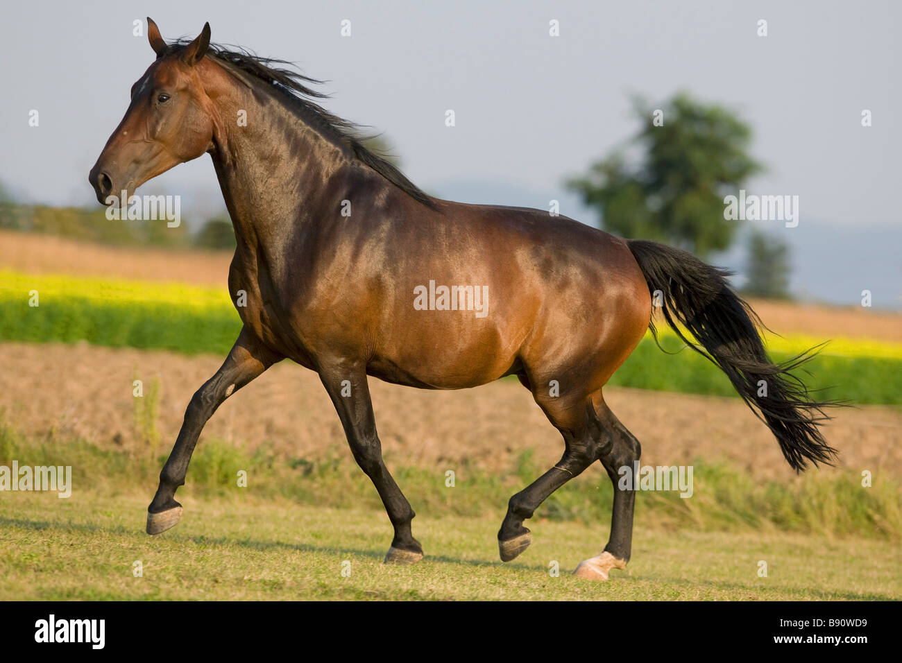Austrian warmblood horse trotting on meadow Stock Photo Alamy