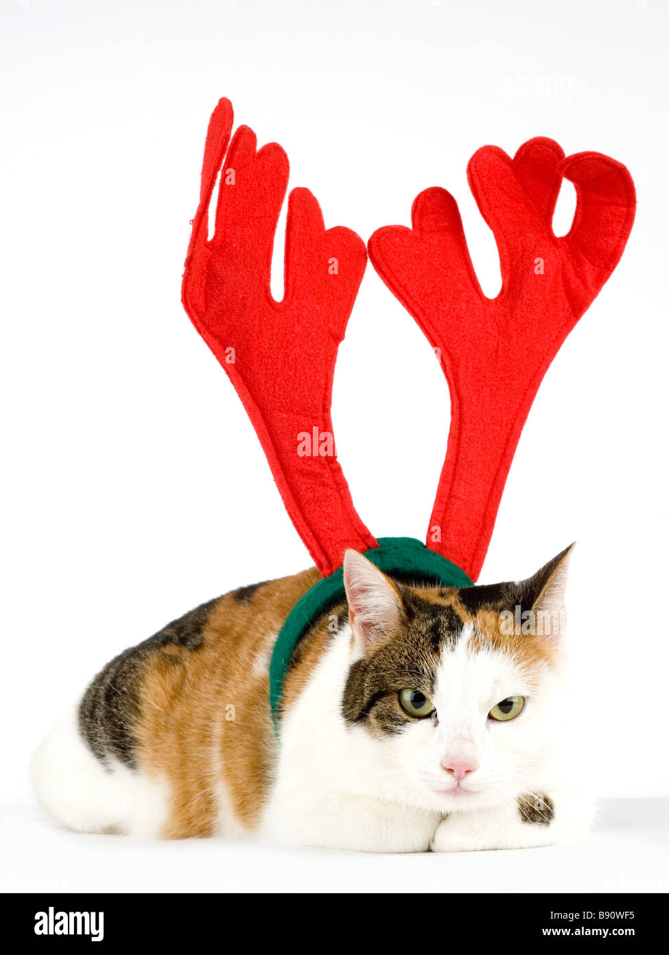 Reindeer cat hi res stock photography and images Alamy