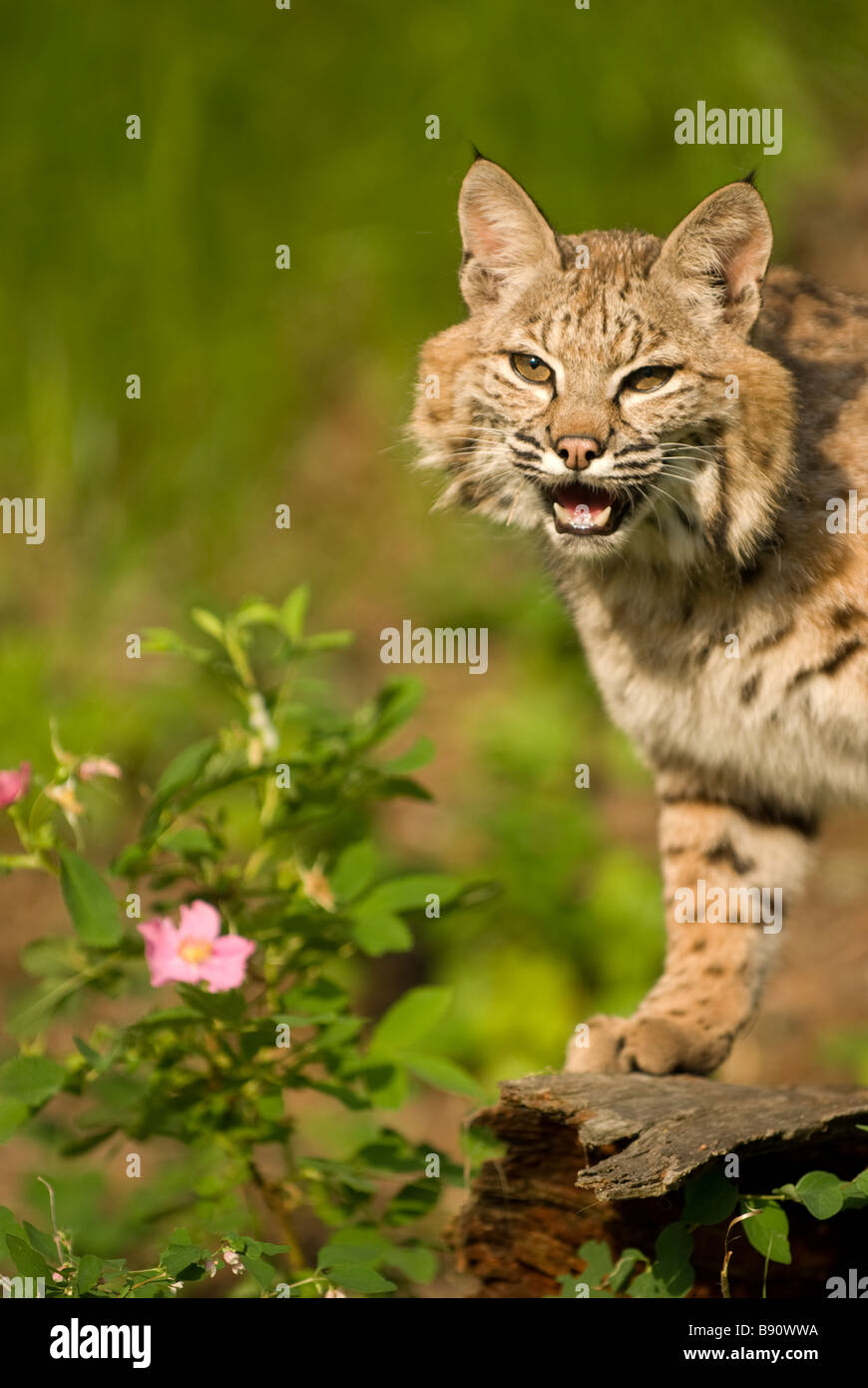 Adult bobcat growling at the camera Stock Photo