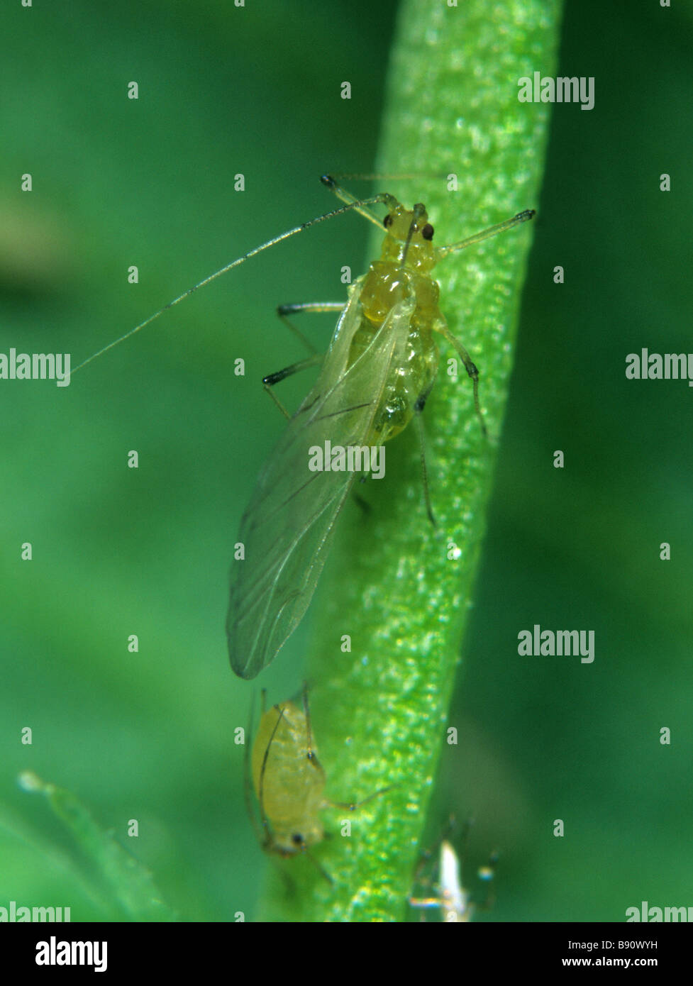 Shallot aphid Myzus ascalonicus alate adult greenfly Stock Photo