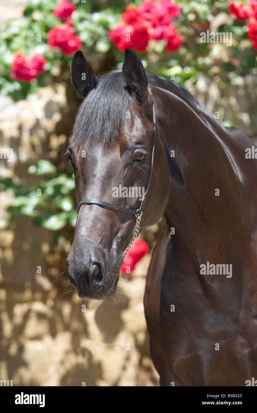 Trakehner horse - portrait Stock Photo