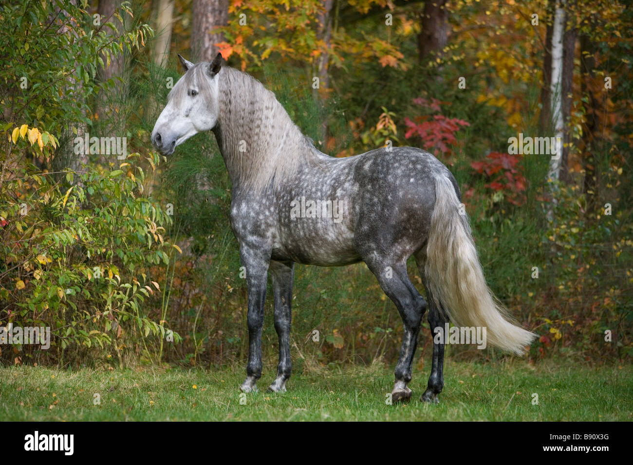 Lusitano horse - standing on meadow Stock Photo