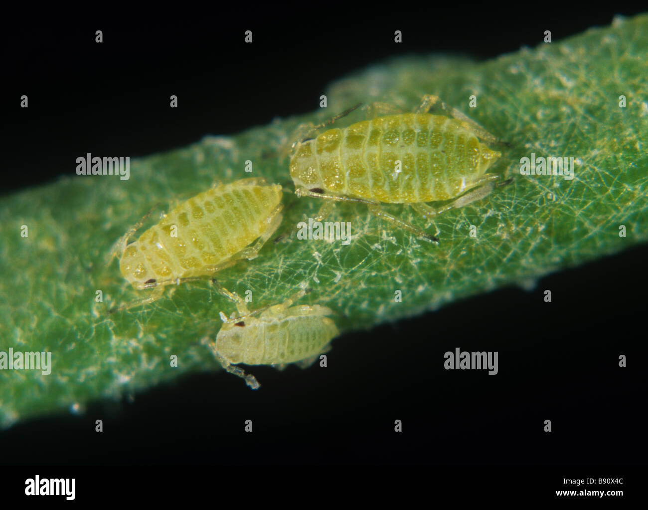 Willow carrot aphids Cavariella aegopodii immature juveniles on a parsey stem Stock Photo