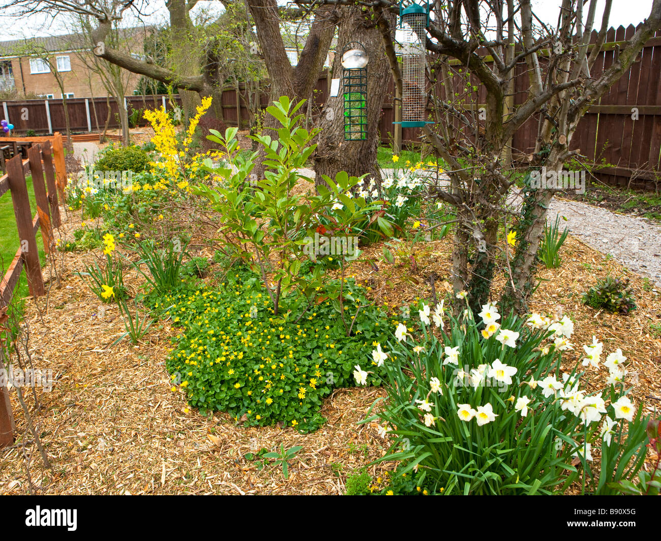 community garden with daffodils Stock Photo