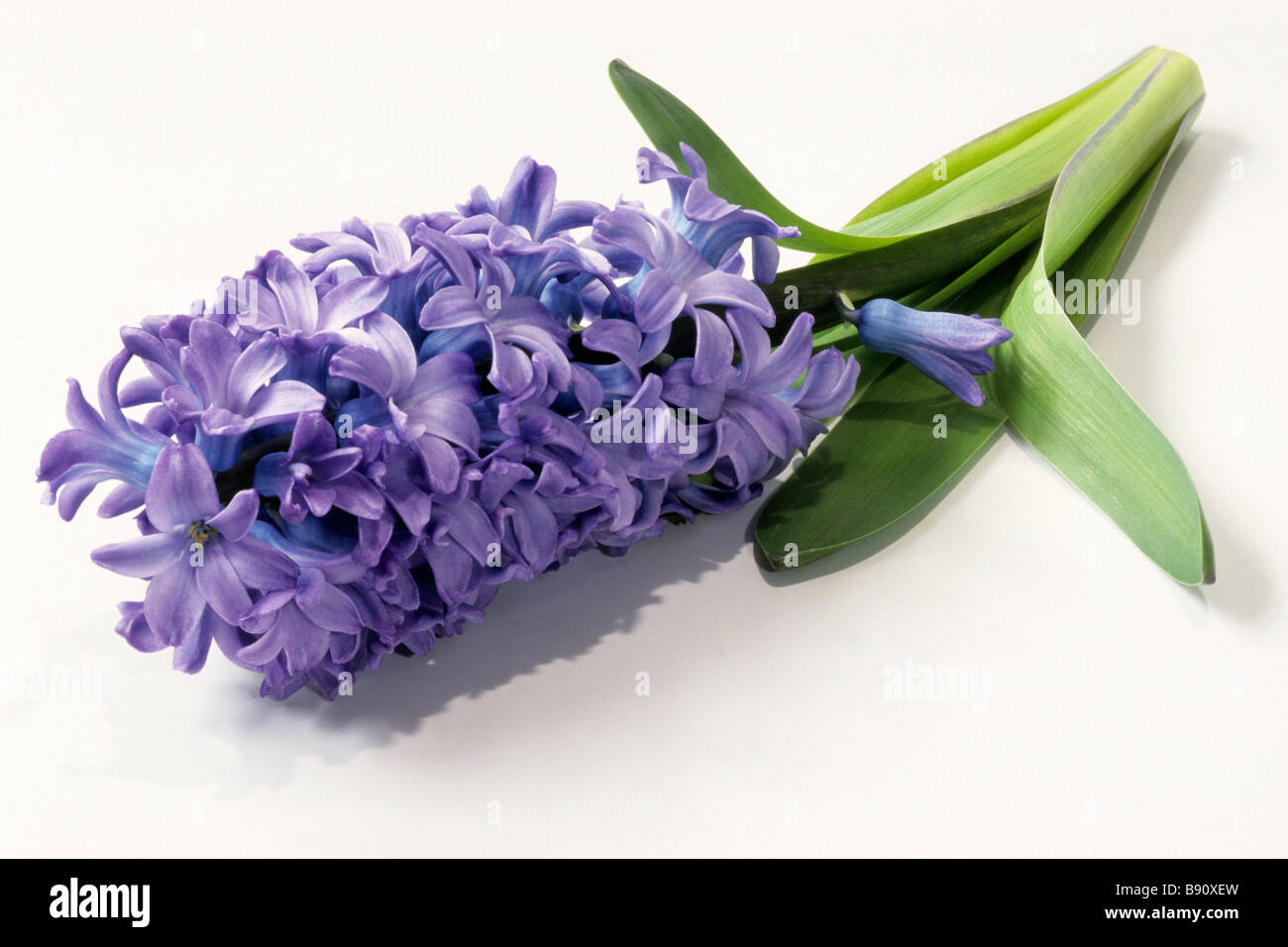 Common Hyacinth (Hyacinthus orientalis), variety: Tapien Blue, flowering plant, studio picture Stock Photo