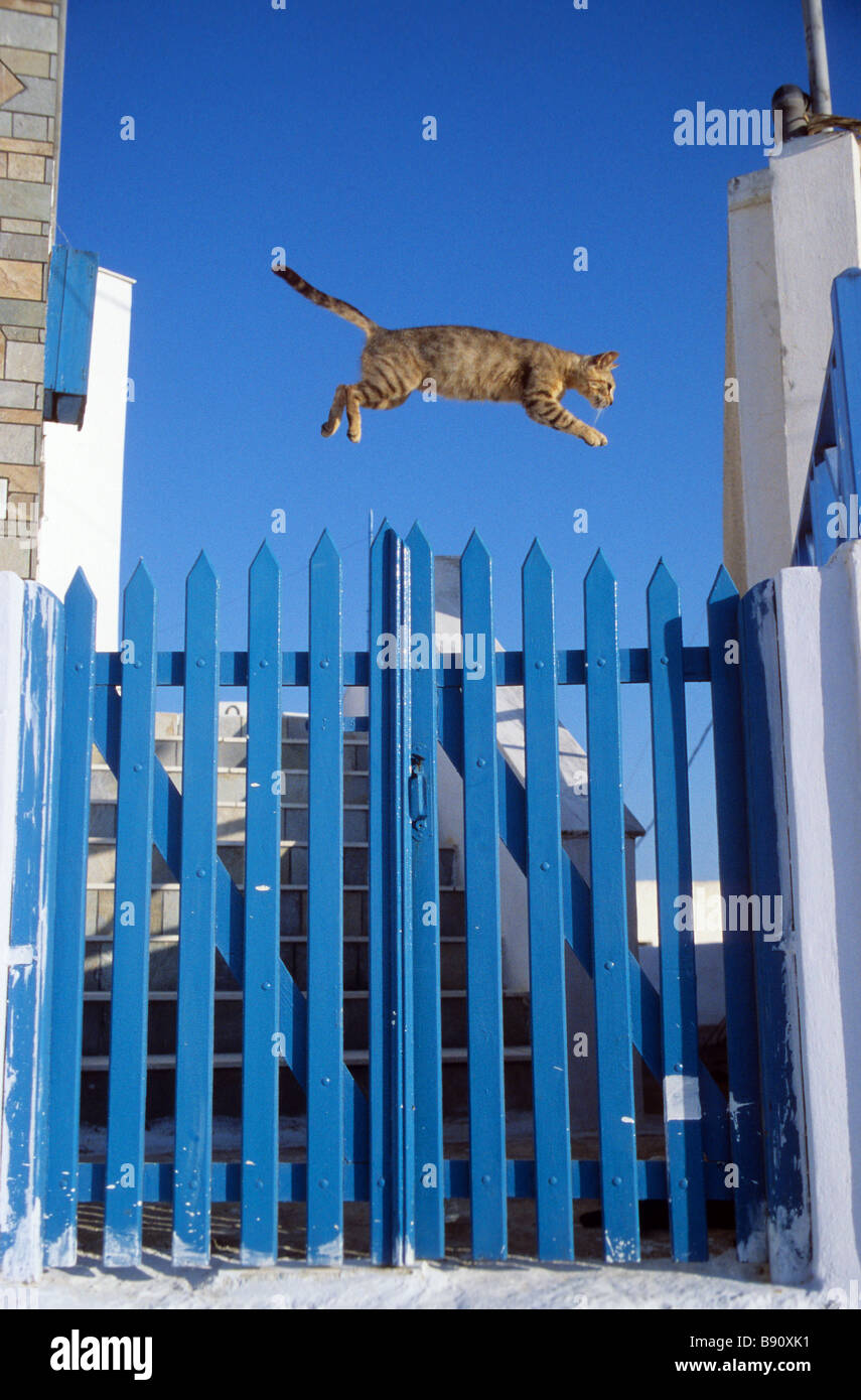 domestic cat jumping Stock Photo Alamy