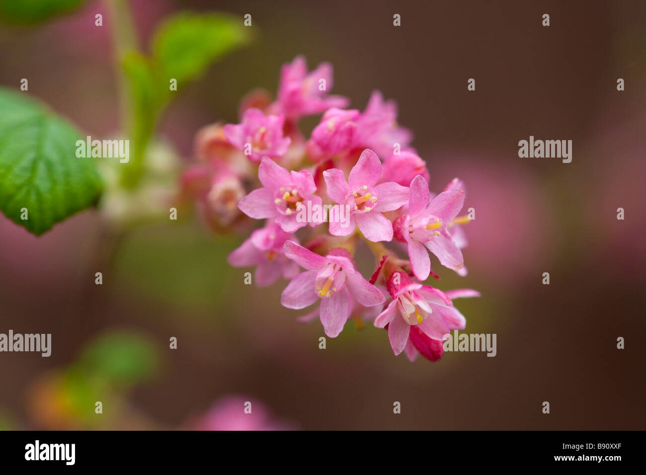 flowering currant blossom Stock Photo