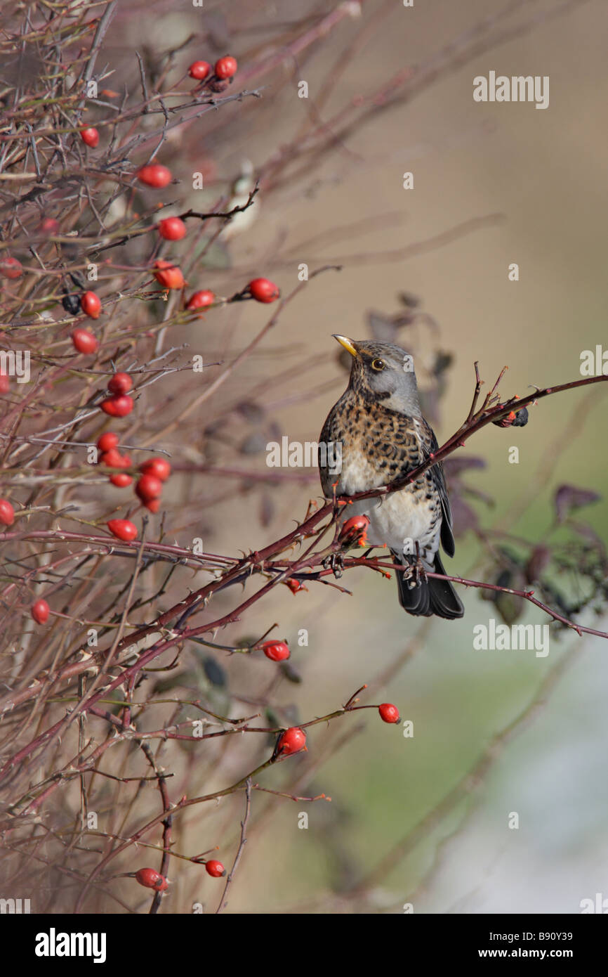 Fieldfare eating berries hires stock photography and images Alamy