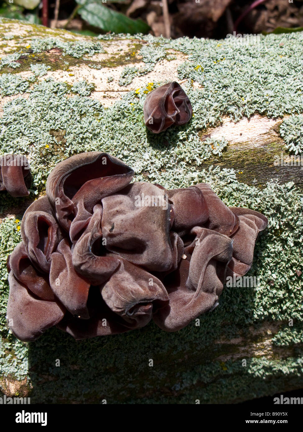 Auricula auricula judae, Jews Ear fungus Stock Photo