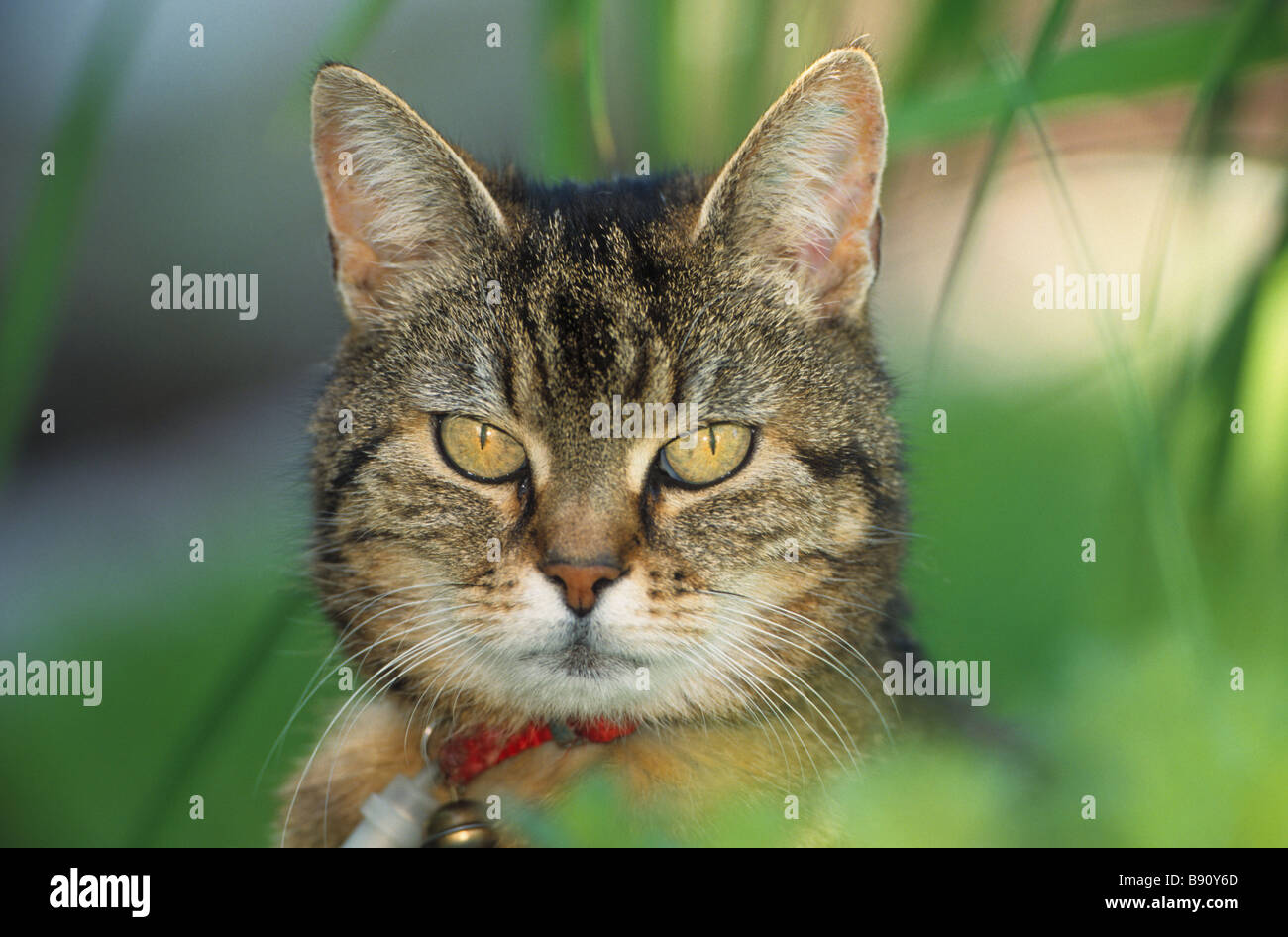 tabby domestic cat - portrait Stock Photo - Alamy