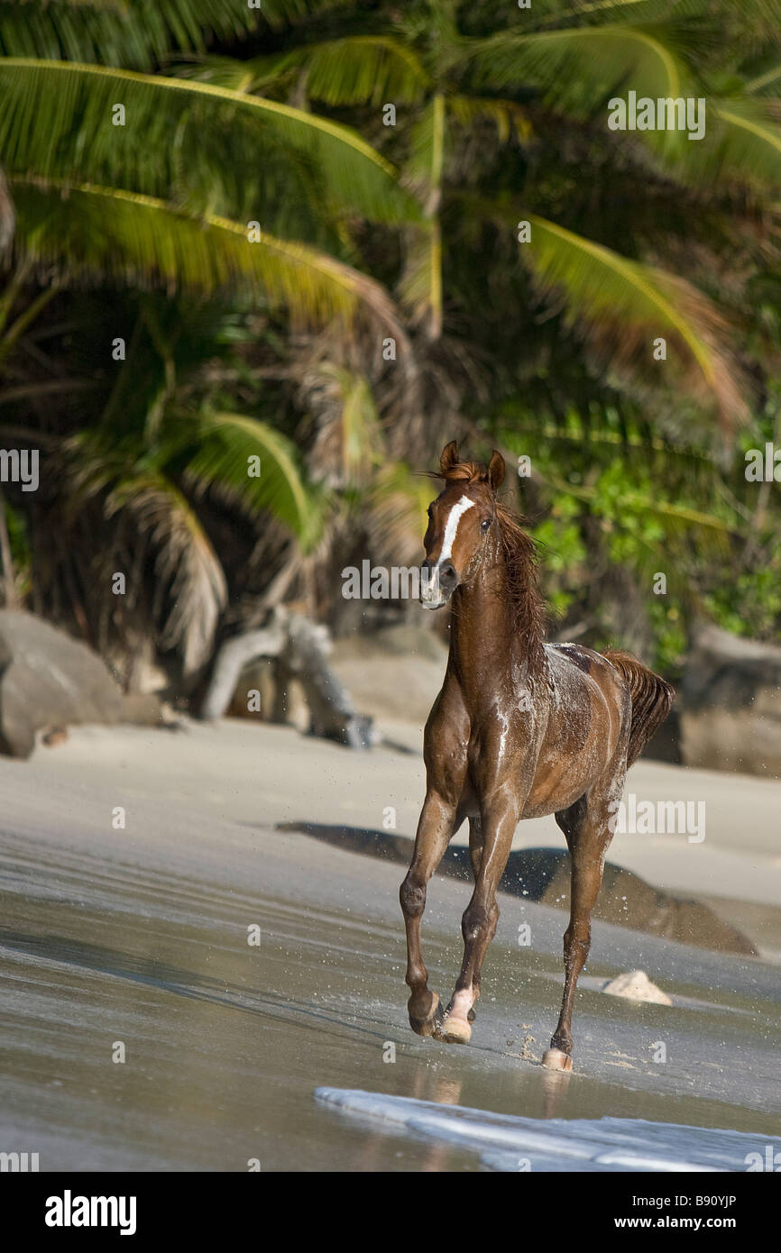 Arabian horse - foal at the beach Stock Photo