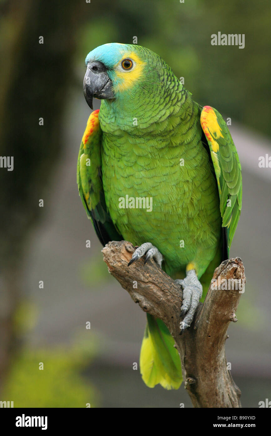 Blue fronted amazons hires stock photography and images Alamy