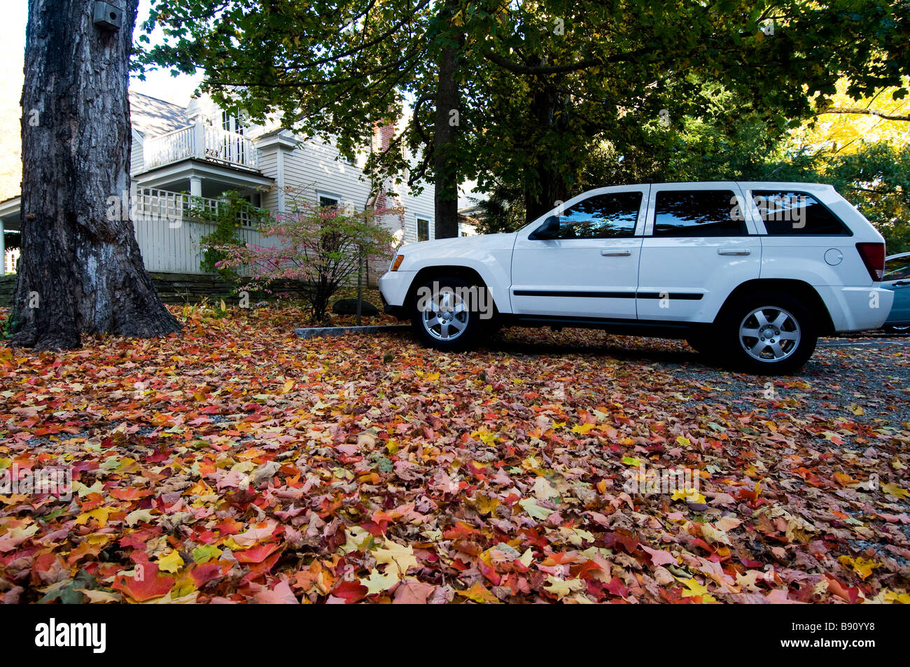 Fallen leaves blanket the car park. Autimn in  Camden, Maine, New England Stock Photo