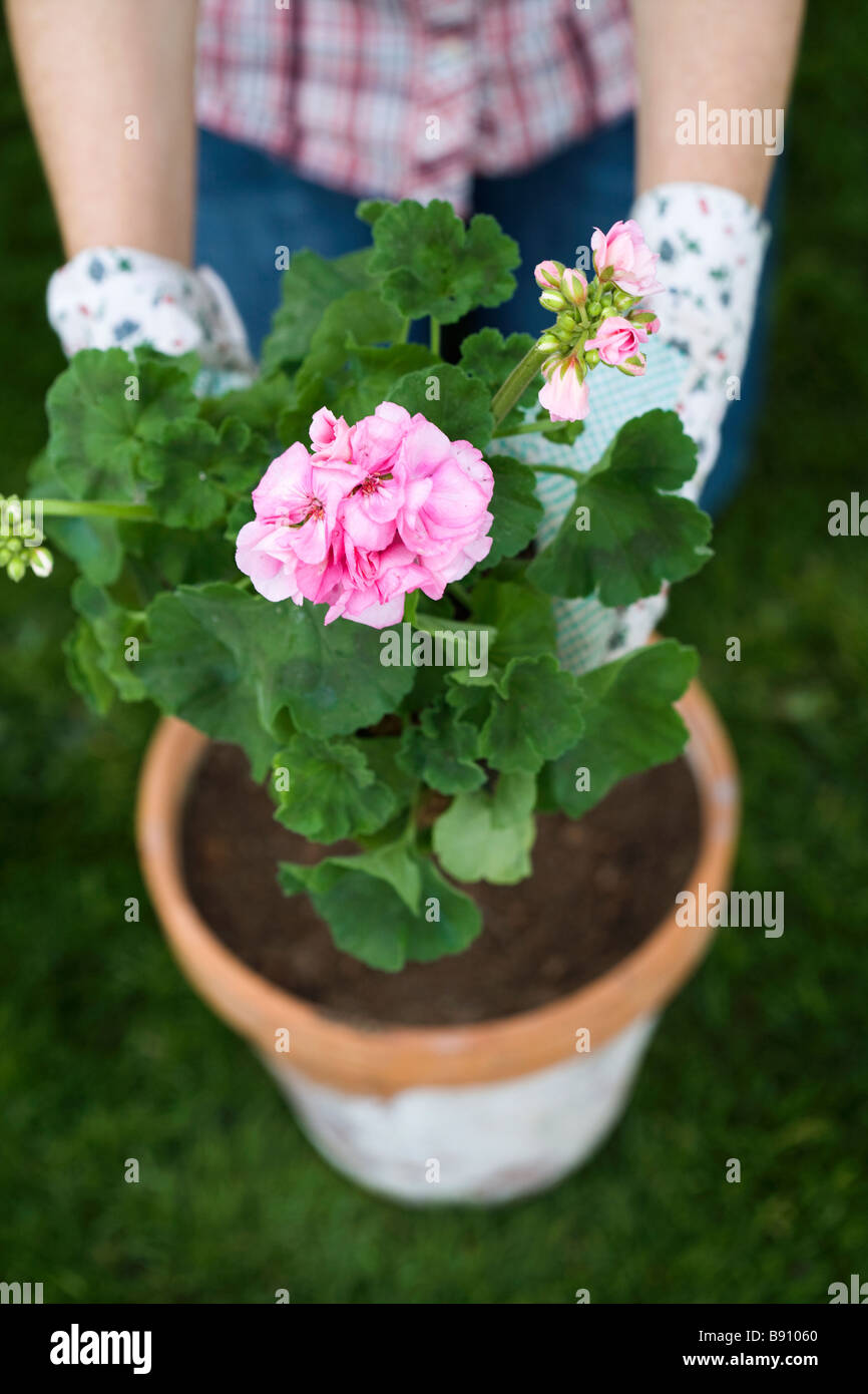 The hands of a woman setting a flower in a pot. Stock Photo