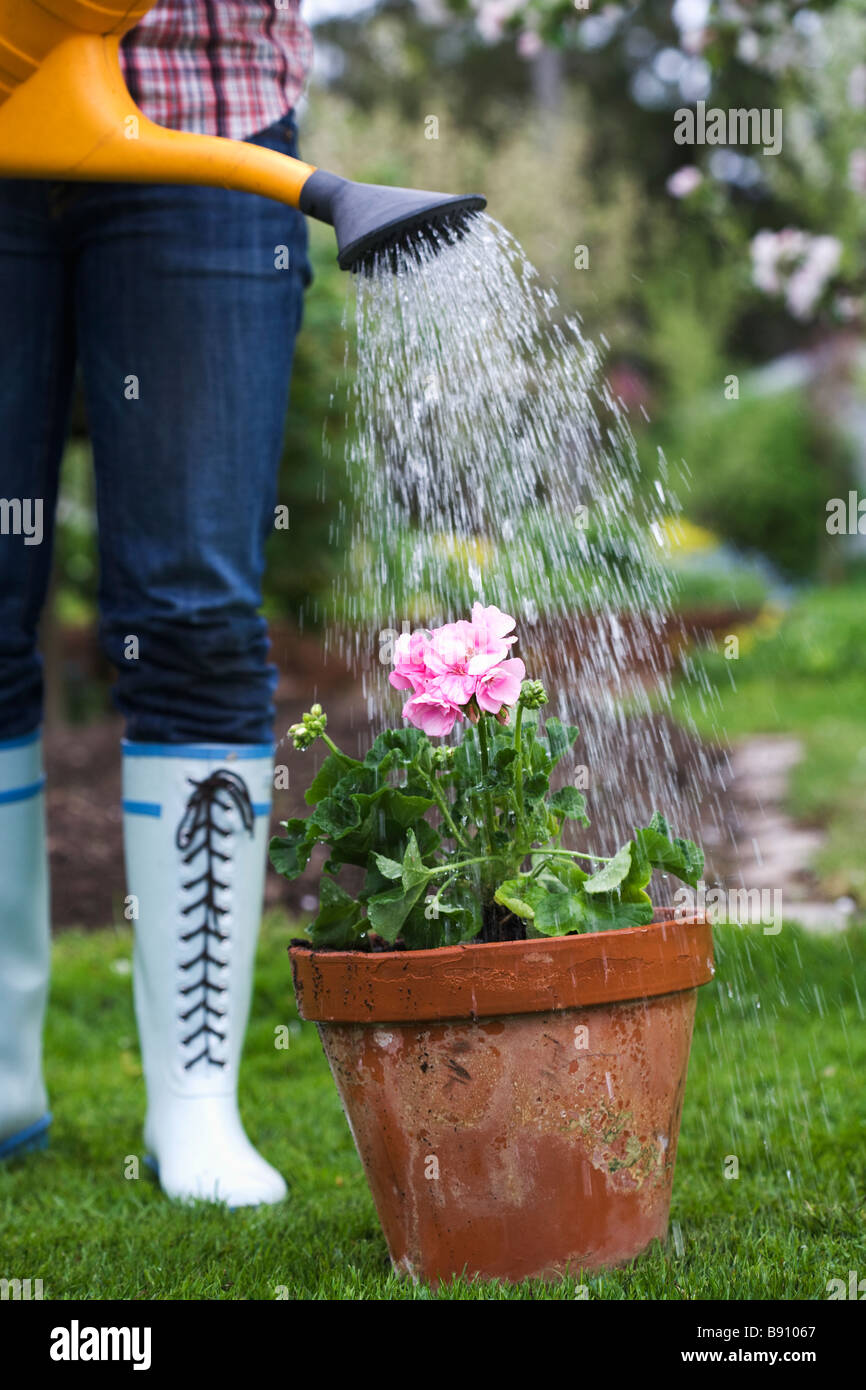 A woman watering a flower. Stock Photo