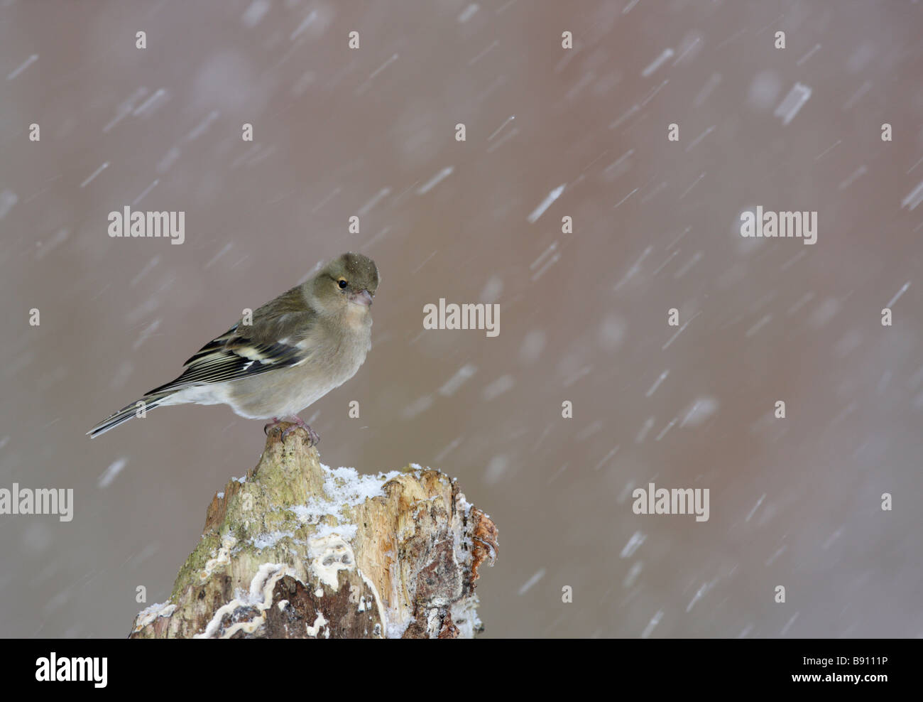 Chaffinch Fringilla coelebs in falling snow Stock Photo