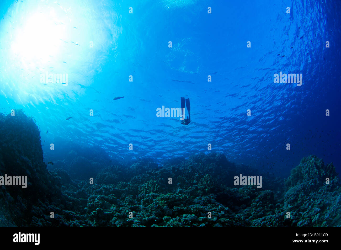 A diver in blue water Egypt Stock Photo - Alamy