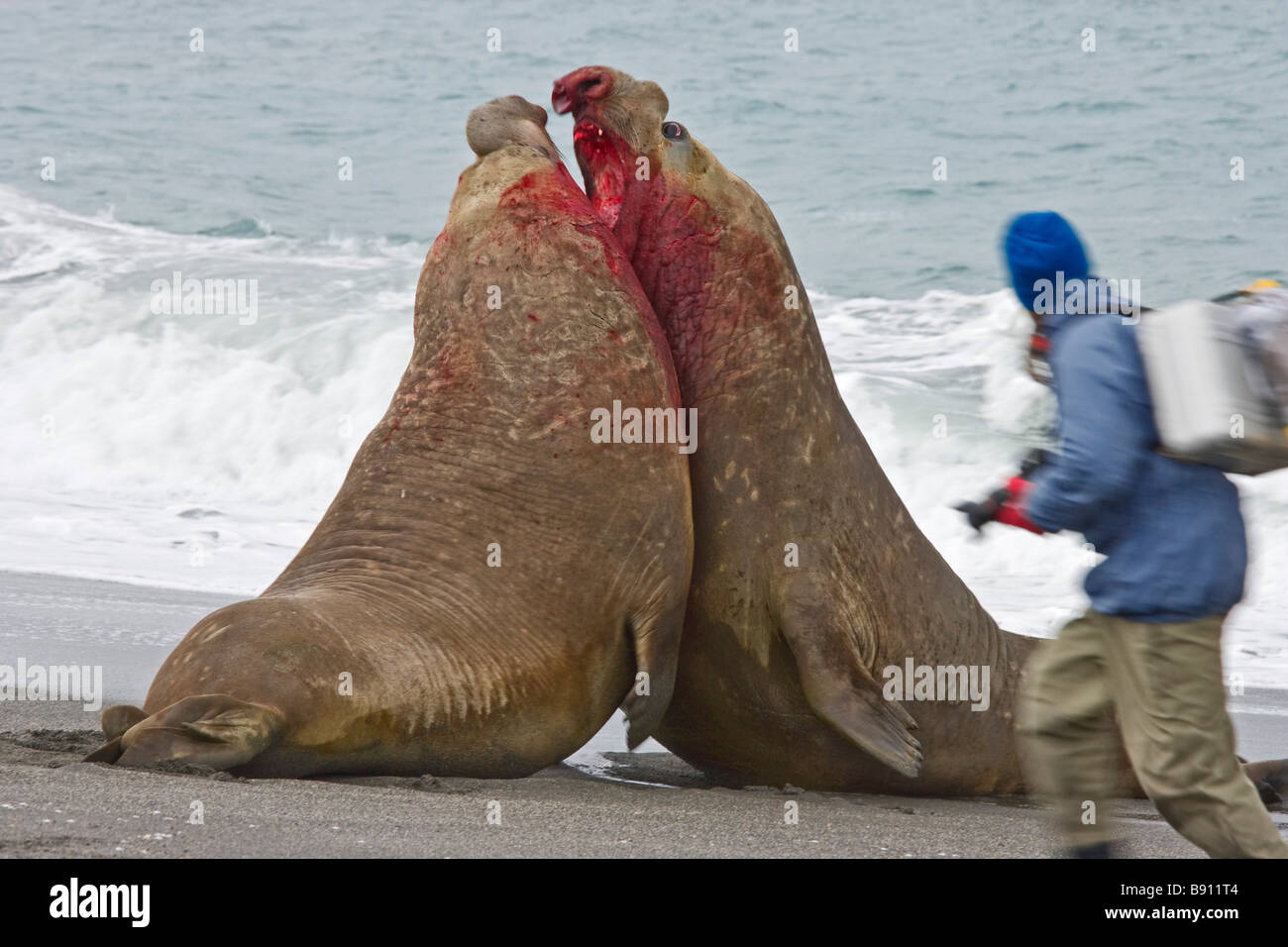South Georgia Island, UK, St. Andrews Bay - Bull Elephant Seals in Battle Stock Photo