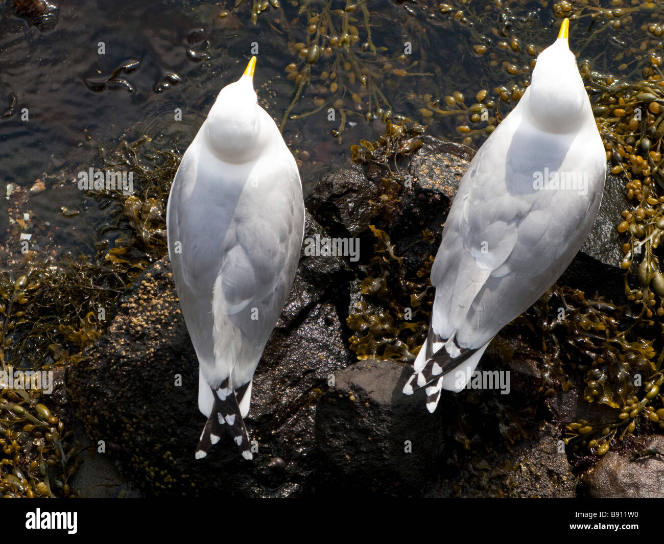 2 Herring Gulls Stock Photo Alamy