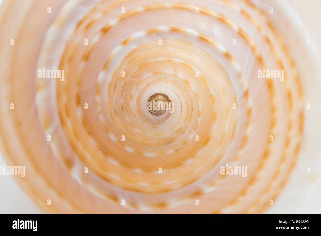 Macro of seashell detailing spiral pattern Stock Photo