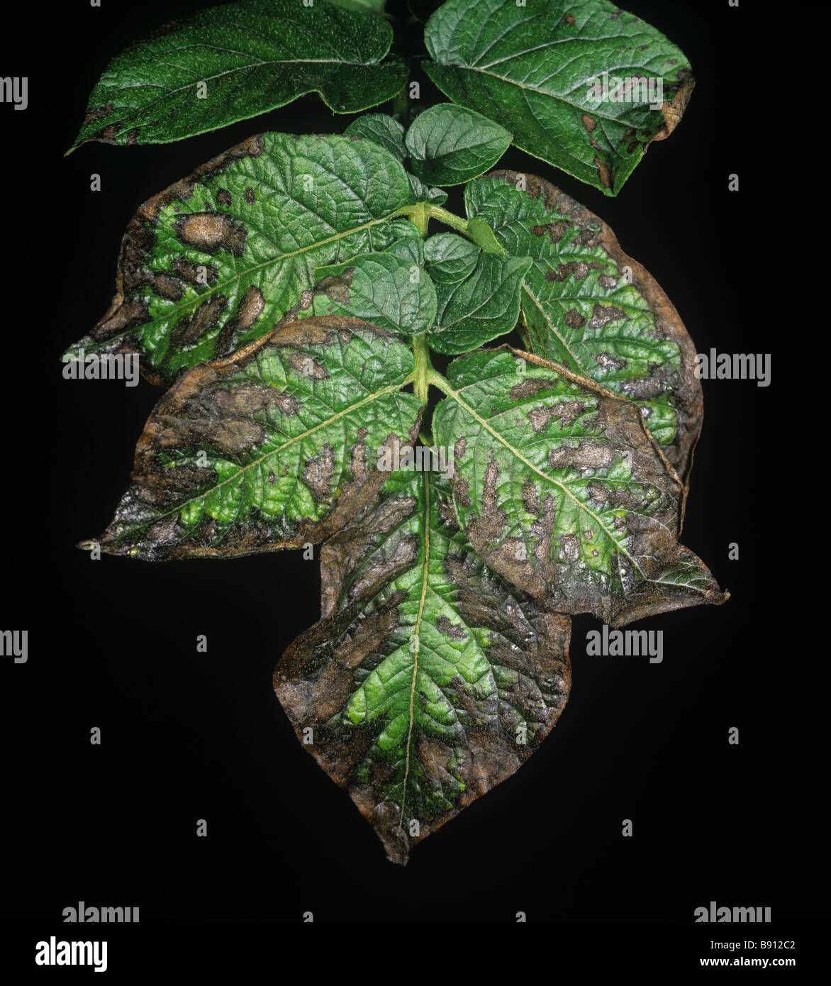 Potato leaf necrosis magnesium deficiency due to excessive potassium and drought stress Stock Photo