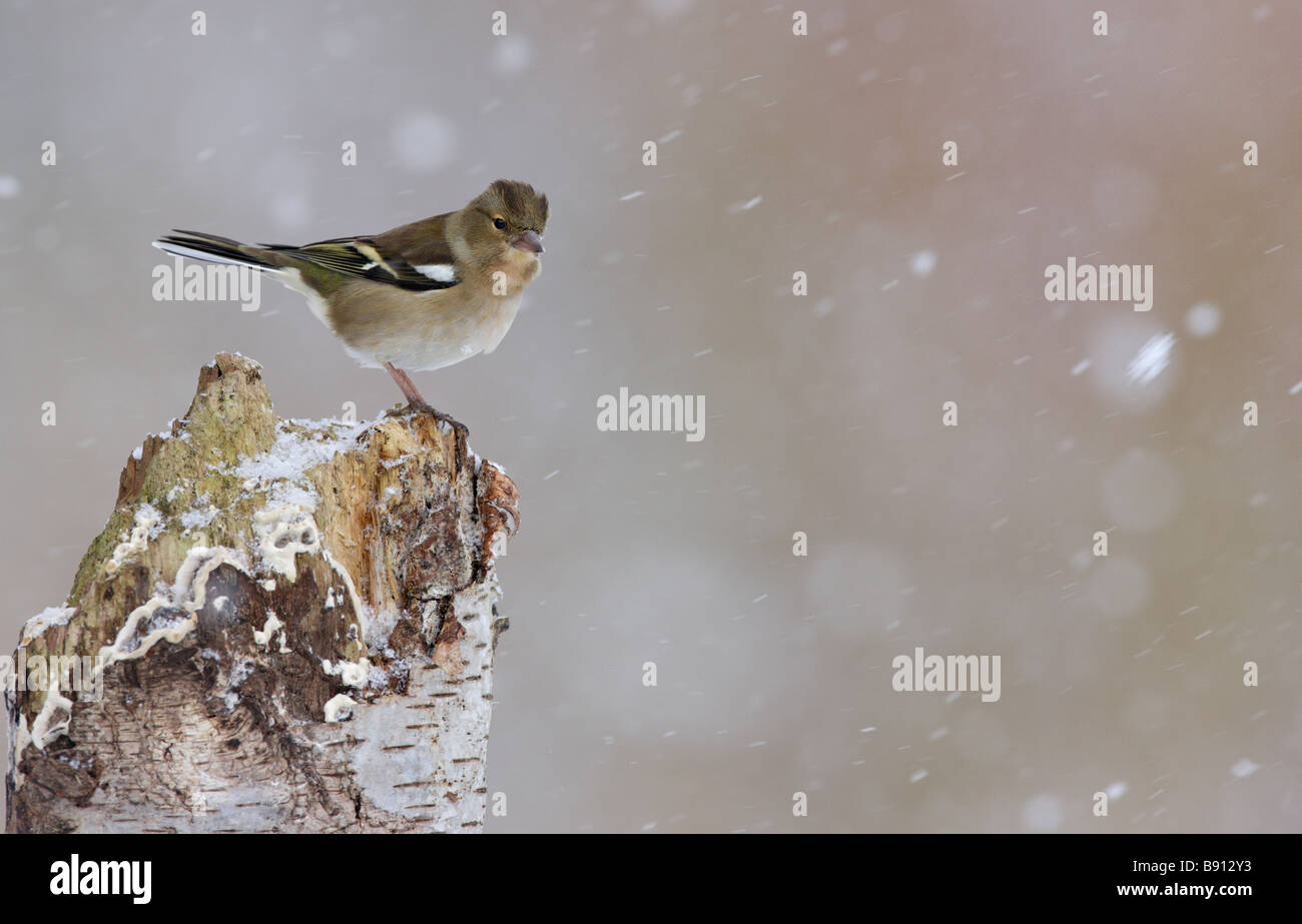 Chaffinch Fringilla coelebs in falling snow Stock Photo