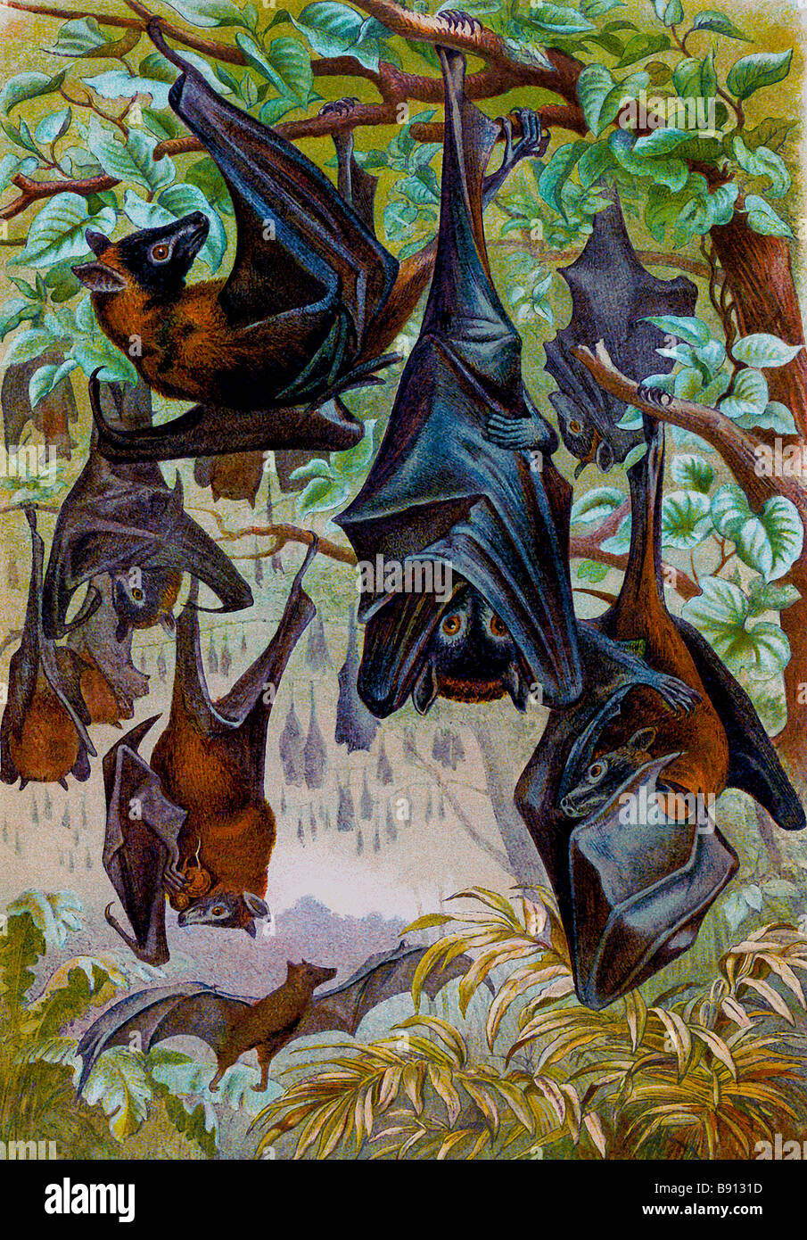 19th century Illustration of Indian Flying-fox (Pteropus giganteus