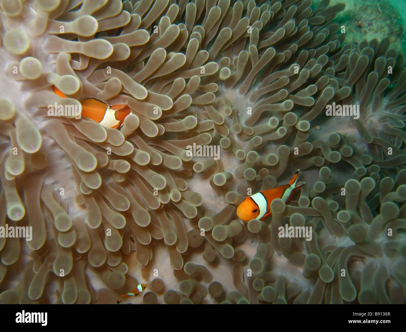 Anemone and Clownfishes Andaman sea Similan islands Stock Photo