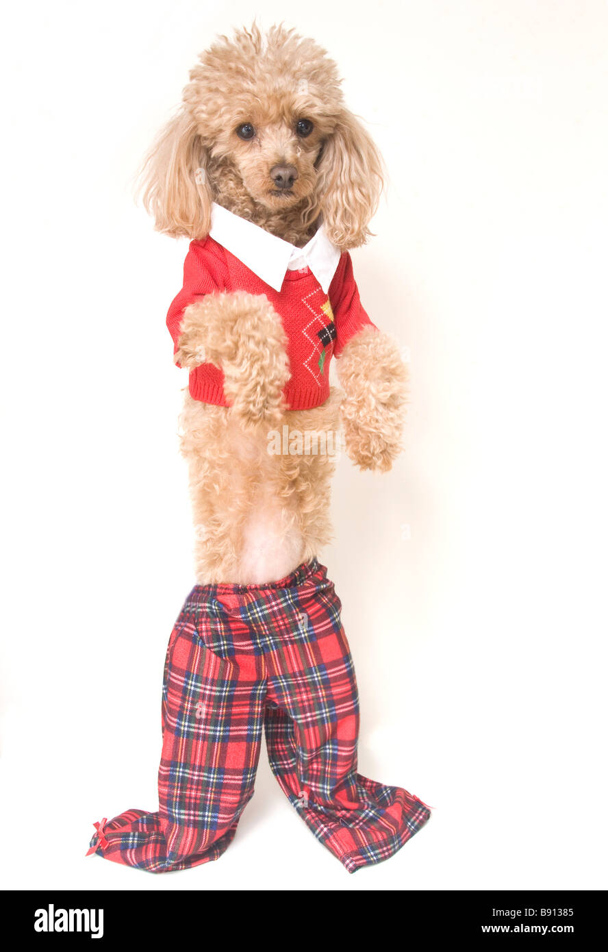 Dog dressed up in preppy, almost clown-like clothes Stock Photo