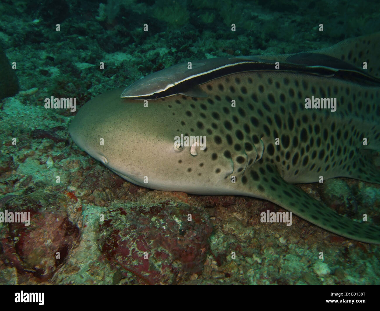 Macro Leopard shark with echeneis Similan Islands Stock Photo