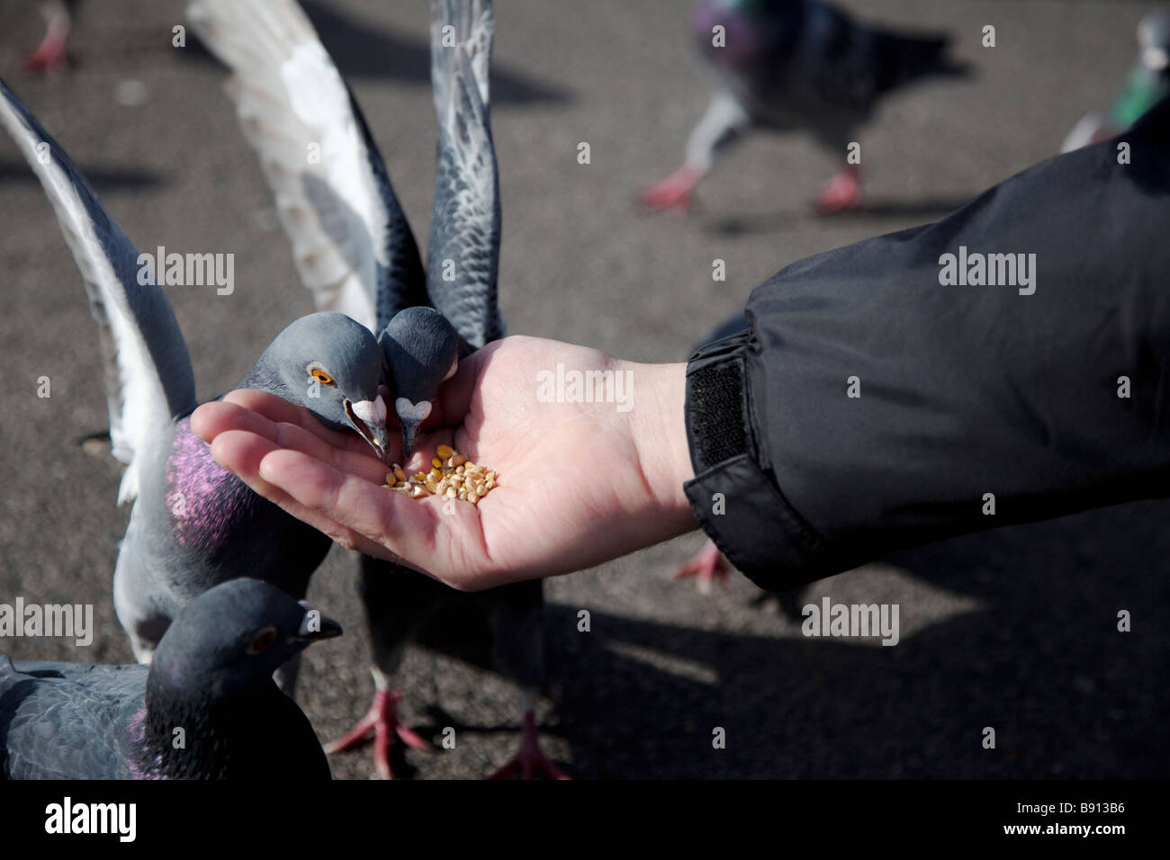Pigeons feeding from a hand. Stock Photo