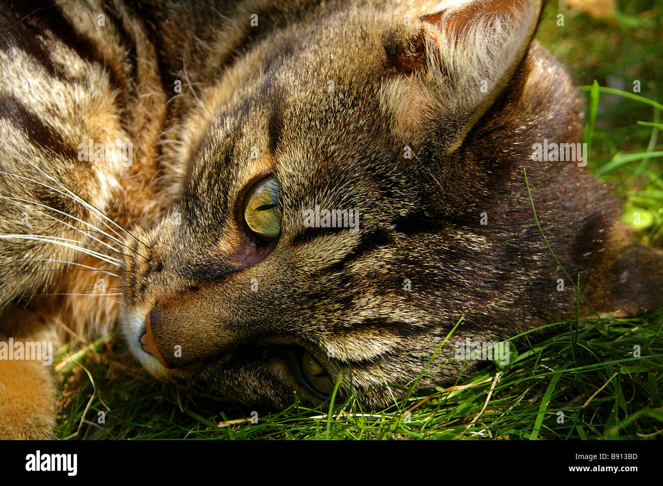 close up pf a tabby cat in summer grass Stock Photo