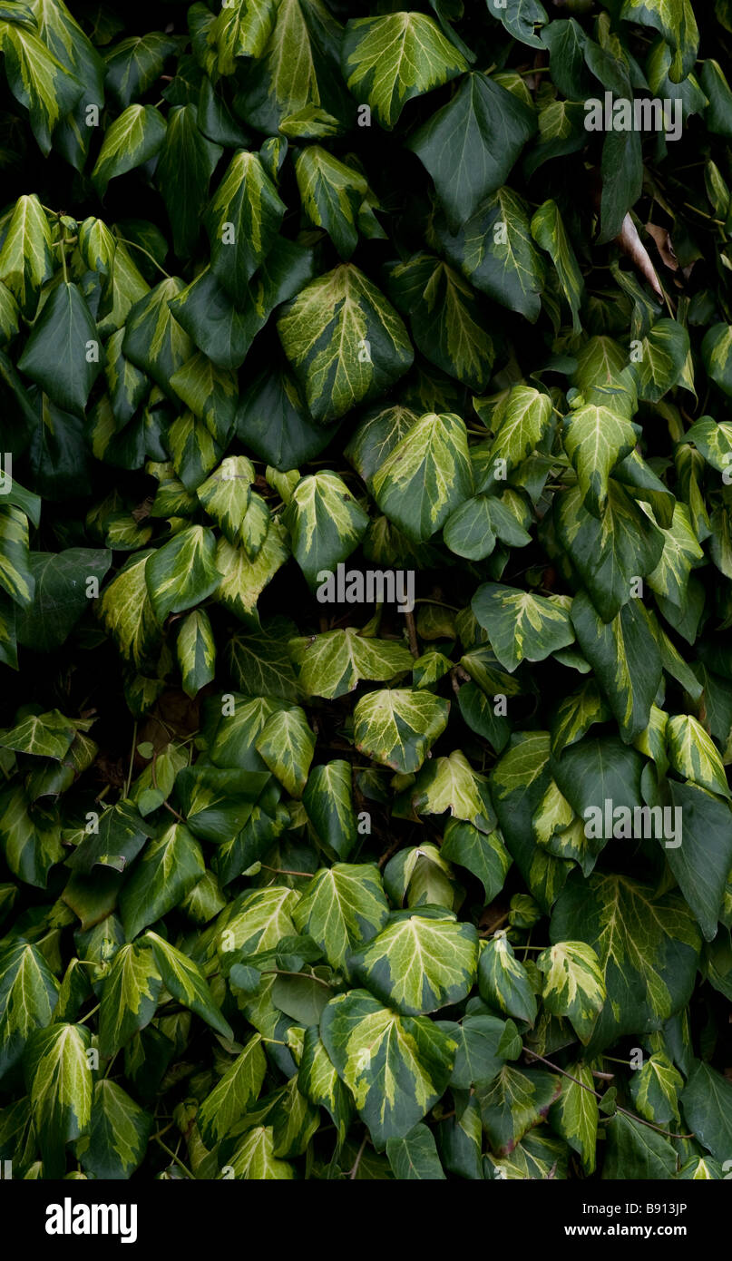 Climbing ivy on wall at Chartwell Stock Photo Alamy