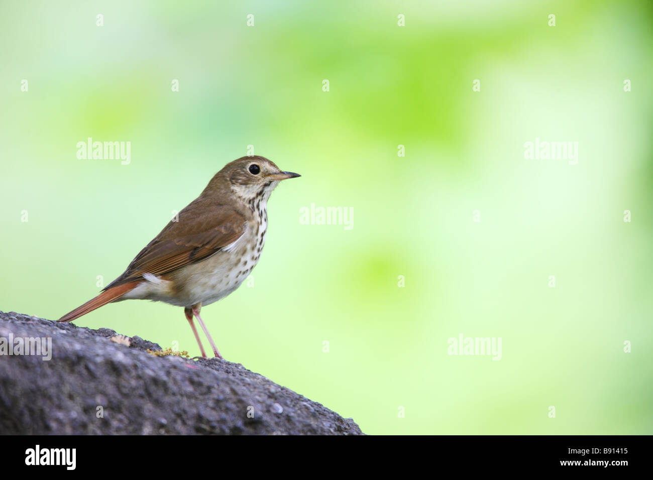 Hermit Thrush Catharus guttatus faxoni Spring migrant sitting in tree with green background Stock Photo