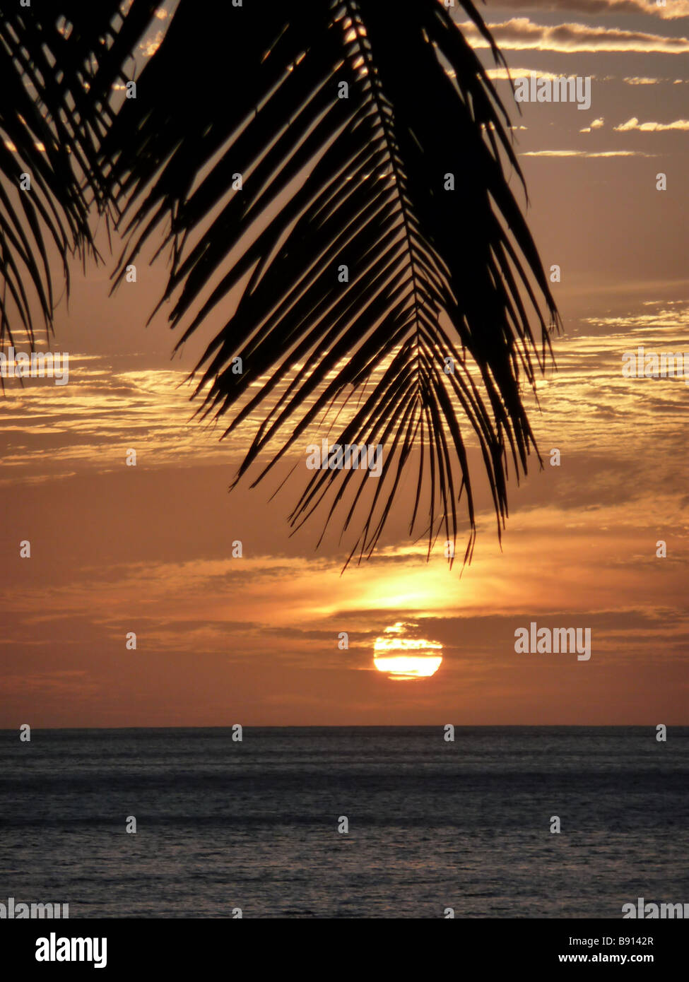Palm Tree Sunset Stock Photo Alamy