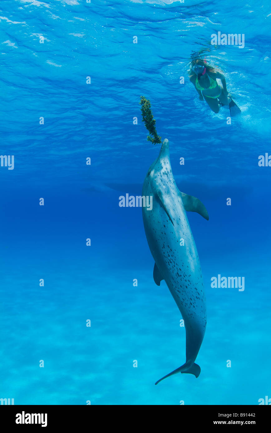 Spotted Dolphin Stenella spp Atlantic Ocean Bahamas Stock Photo