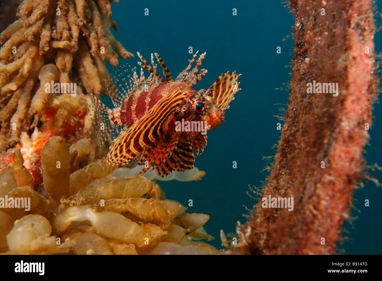 Shortfin Lionfish Dendrochirus brachypterus Stock Photo