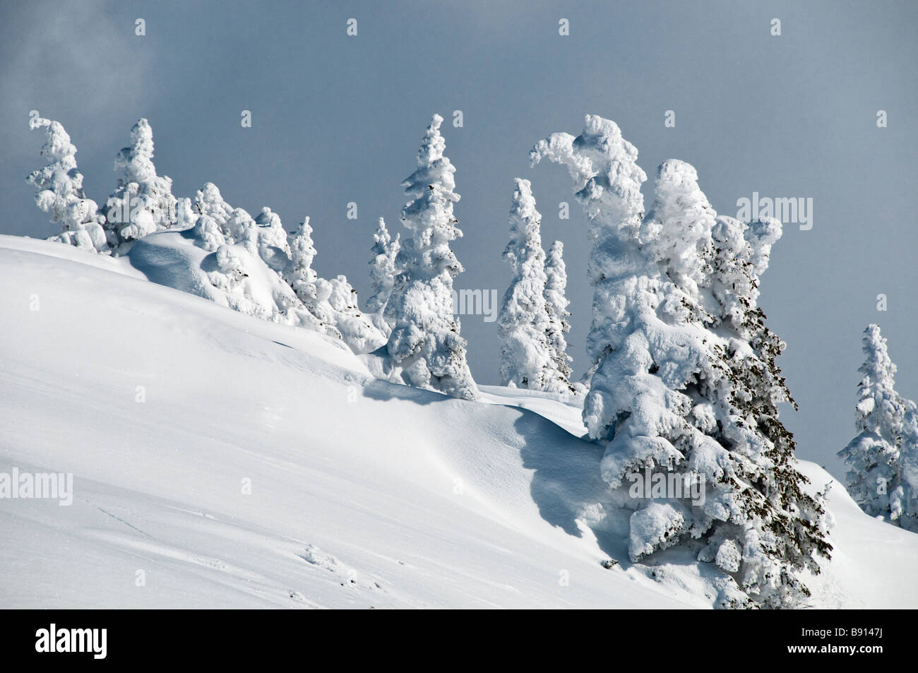Snow-plastered ghost trees on slopes of Mount Mackenzie, Revelstoke Mountain Resort, Revelstoke, British Columbia, Canada. Stock Photo