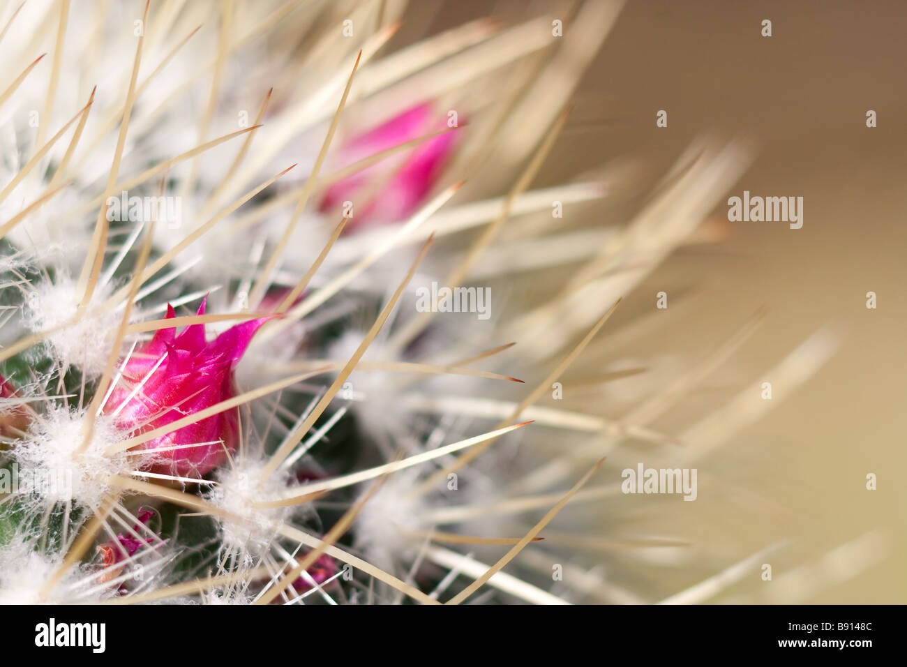 Close up macro image of Cactus flowers with spiky thorns Stock Photo