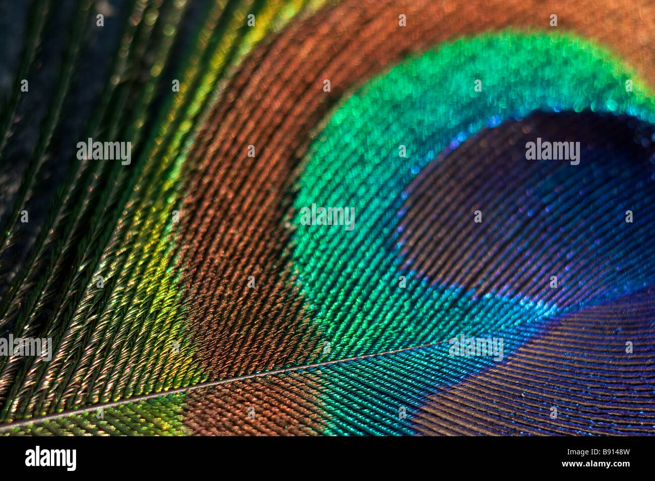 Close up of Peacock feather Stock Photo